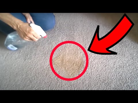 Can vinegar remove carpet stains?