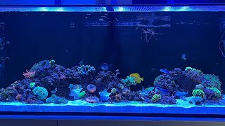 6 Months old Mixed Reef Aquamedic armatus 575