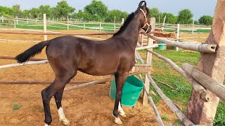 Stunning  Marwadi Colt By Rudraksh Of Alishan Full Vidoe