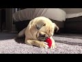 パグのおもちゃ遊び pug