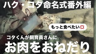 飼育員さんにお肉をおねだりする「コタ」くん　ホワイトタイガーの「コタ」「ハク」の命名式番外編　2025.02.15