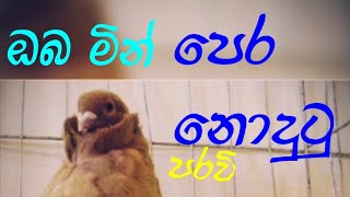 සුපිරිම පරවි මෙන්න  Bird world 🕊  subscribe now 😏