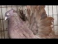 Red American Fantail Pigeons' Breeding Pairs