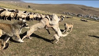 İNANILMAZ CESARET. DUMAN TEK BAŞINA ONLARCA SÜRÜ KÖPEKLERİNİN ARASINA DALDI.