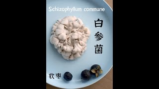 白参菌、软枣 a mushroom and a fruit  云南美食 中国美食 #shorts