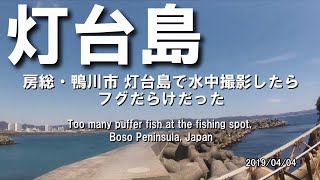 房総・鴨川市 灯台島で水中撮影したらフグだらけだった Too many puffer fish at the fishing spot, Boso Peninsula, Japan