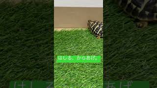 はしる、からあげ。笑#ニシヘルマンリクガメ#ヘルマンリクガメ#リクガメ#カメ#亀#癒し#癒し動画#ペット#からあげ#爬虫類#turtle#Testudohermanni#かめ#shorts#唐揚げ