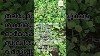 kudangal (muthil) Indian Pennywart #health #youtube #kerala #malayalam #instagram #trending #film