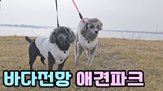 서해바다 전망이 좋은 초대형 애견파크