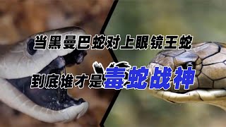 眼鏡王蛇vs黑曼巴，速度和力量的巔峰對決！誰會笑到最后