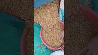 Chickpea harvesting #agriculture #agriculure #agriculturetechnology #trend