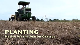 Warm Season Grasses (3 of 5) \