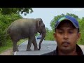 avoid seeing elephants while driving on forest roads as they can be dangerous for you elephant soul