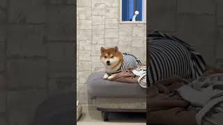 慈母多胖狗柴犬 狗狗 柴柴日常