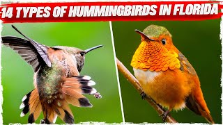 14 Types of Hummingbirds in Florida (with Pictures)