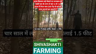 Sagwan tree farming in bihar #tissueculture #farming #indianfarmer #kisan #shivashakti #teak #tree