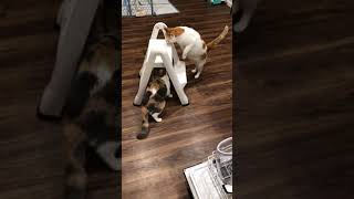 【兄妹猫】ねこ達のパンチ合戦！Cats' punching match！