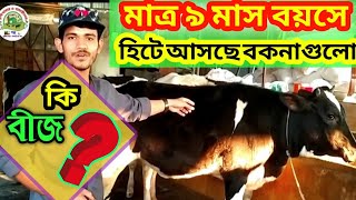 HF বকনা ৯ মাস বয়সে ৩ মাসের গাভিন।চলুন বুল নাম্বার ও মায়ের পারসেন্ট জানি। Bakna cow Gavin in 9 months