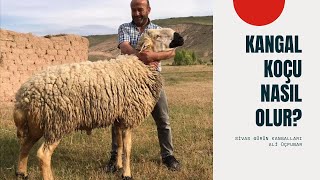 KANGAL AKKARAMAN IRKI KOÇLARI BÖYLE OLUR (Kangal sheep video, KANGAL KOYUNU İKİZ DOĞURMA ORANI)