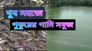 পুকুরে আটা ও ইউরিয়া সঠিক প্রয়োগ পদ্ধতি সহজে পানির রং সবুজ করার জন্য