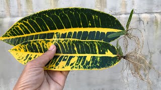 Codiaeum variegatum propagation method from leaves│Codiaeum