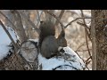 ひまわりの種を食べるエゾリス