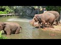 Elephants  Show at Singapore Zoo🐘