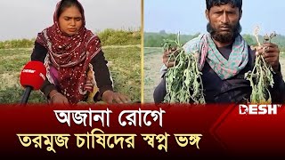 পটুয়াখালীতে অজানা রোগ কেড়ে নিচ্ছে তরমুজ চাষীদের স্বপ্ন | Watermelon | News | Desh TV