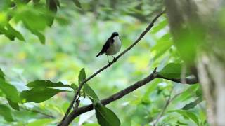 コルリの鳴き声　（臥龍山7月）