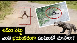 Monitor Lizard fight at Polavaram Project||పోలవరం ప్రాజెక్ట్ దగ్గర ఉడుముల కొట్లాట