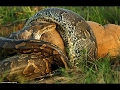 Snake Documentary | Animals Planet Documentary World's Deadliest Snakes - Nat Geo Wild