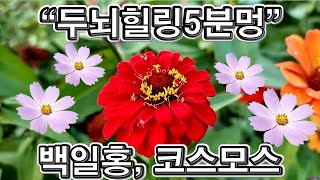 랜선힐링, 두뇌힐링 5분 멍, 가을꽃 백일홍 코스모스 향연, 안양천 산책