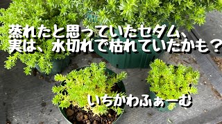 蒸れたと思っていたセダム、実は水切れで枯れていた可能性があります。