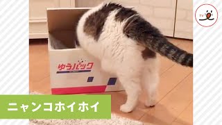 お気に入りの箱を置くと100%の確率で吸い込まれるニャンコが可愛い😸❤️ 【PECO TV】