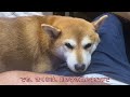 shibaチャンネル　柴犬2頭と保護猫３匹　人肌ならぬ犬肌恋しい季節　ワンコがくっ付いて、身も心も温かい