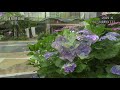 2019.6.21撮影. 水戸市南町3丁目のアジサイ 4k