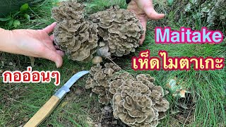 ยังเกิดเยอะ‼️เก็บไมตาเกะกออ่อนๆรัวๆยังเกิดเยอะ เก็บสนุกจริงๆปีนี้ Hunting for Maitake