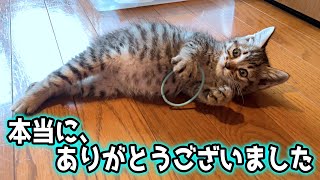 子猫の名前が決まりました！【投票ありがとうございました】