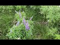 alaskan lupine the flower that has taken over iceland amazing plants