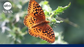 Silverspot butterfly inching closer to extinction