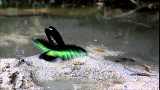 Rajah Brooke's Birdwing (Trogonoptera brookiana)