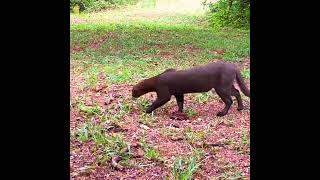 jaguarundi jungle cat #shorts @wildcatsinfo #wildcats #youtubeshorts