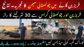 30 L Friesein and cholistani cross cow II Best cholistani cross in punjab II Dr. Muzzammil Hassan