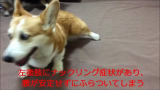 犬の整体・マッサージ（施術前・施術後の動画）１４