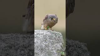 The Tiny Raptor That Hunts With the Skill of a Samurai