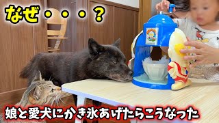 何故・・・？娘と甲斐犬にかき氷あげたらこうなった