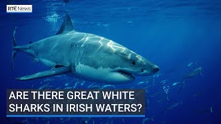 Are there great white sharks in Irish waters?