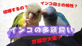 【インコの多頭飼い】インコが3羽いる生活ってこんな感じ