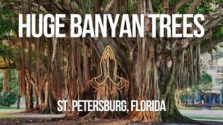 Banyan Tree ~ The Sacred Tree ~ Namaste ~ Exploring Banyan Trees in St. Petersburg, Florida