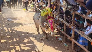 ஜொகதேவி கன்று விடும் திருவிழா 💥🚩📌🥵💯#eruthukattu #manjuvirattu #bull #support #funny 2025 Sanjayvlogs